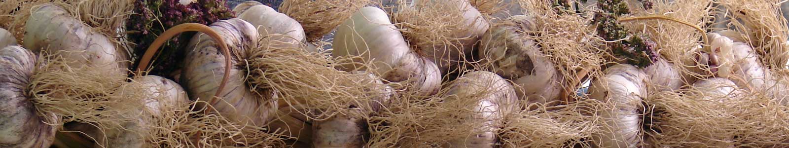 28th Annual Hills Garlic Festival