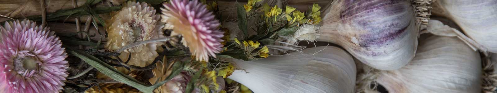 30th Annual Hills Garlic Festival