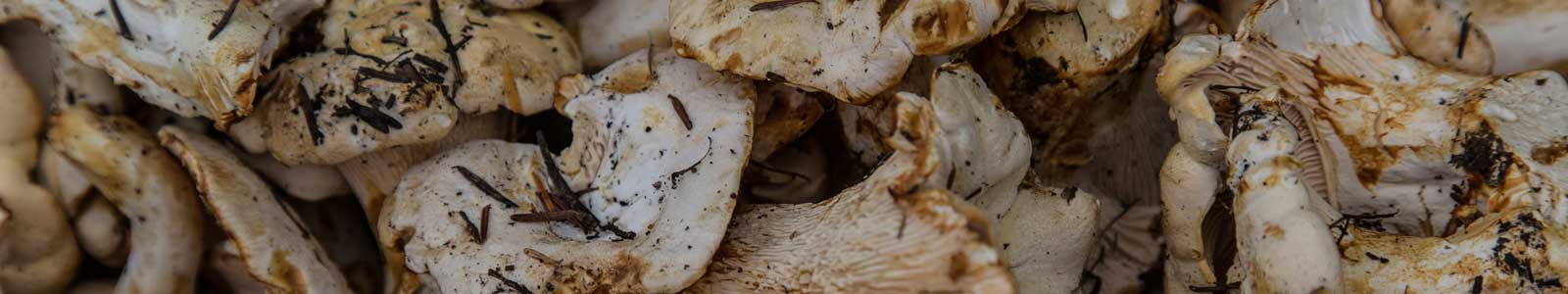 28th Annual Hills Garlic Festival