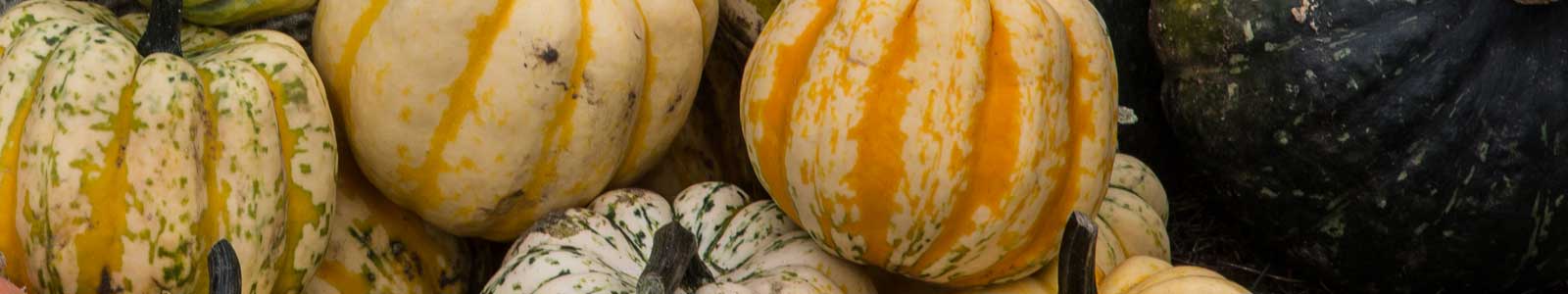28th Annual Hills Garlic Festival