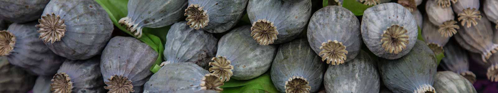 30th Annual Hills Garlic Festival