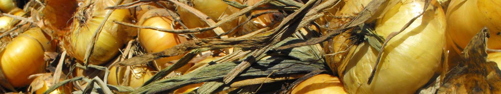 28th Annual Hills Garlic Festival