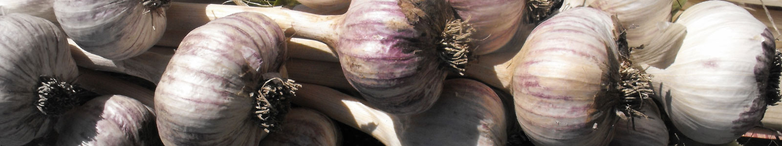 29th Annual Hills Garlic Festival