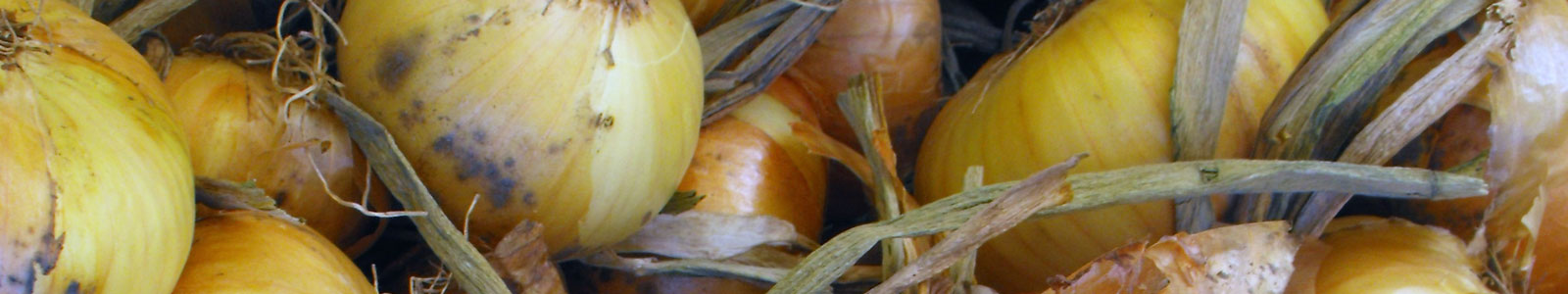 30th Annual Hills Garlic Festival