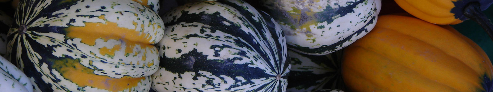 28th Annual Hills Garlic Festival