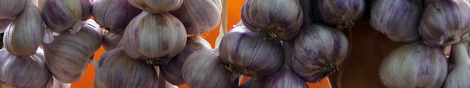28th Annual Hills Garlic Festival