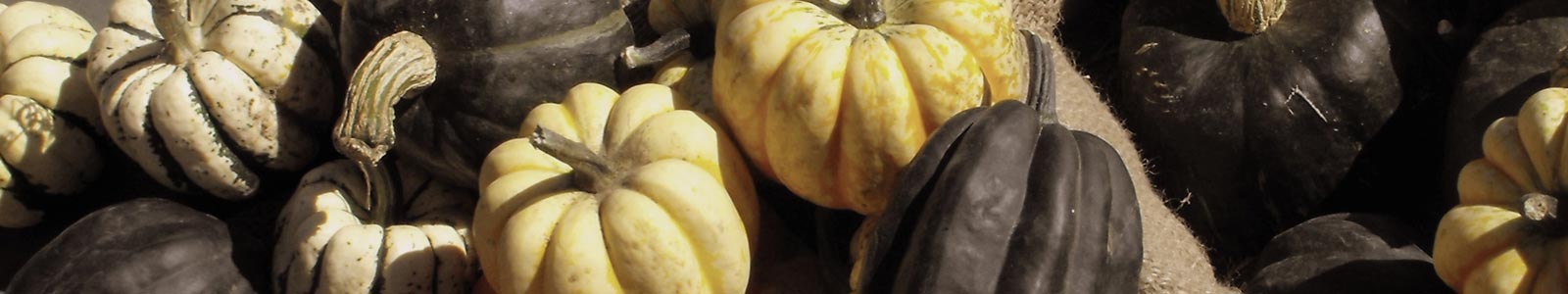 28th Annual Hills Garlic Festival