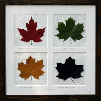Pressed Wishes - The Art of Preserving Nature