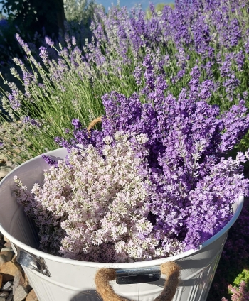 Sanctuary Lavender