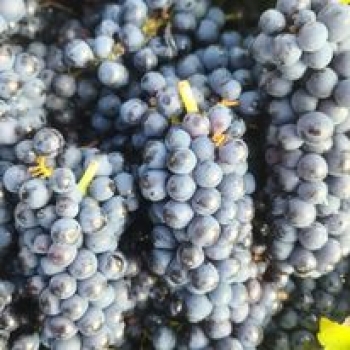 William Tell Family Estate